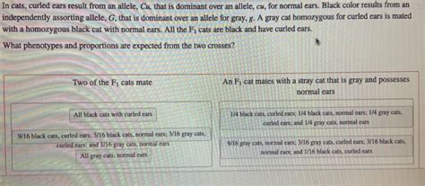 in cats curled ears result from an allele|In cats, curled ears (Cu) results from an allele that is dominant over.